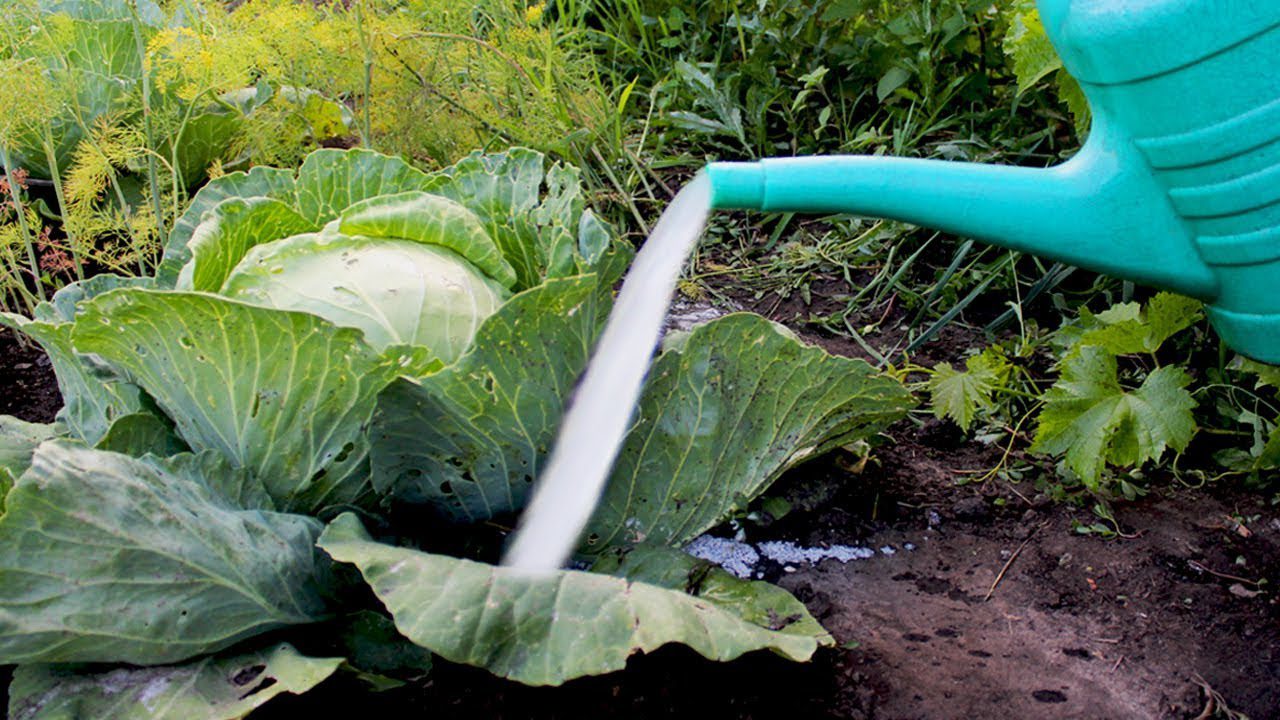 Садівники розповіли, чим підживити капусту, щоб отримати великі та щільні качани