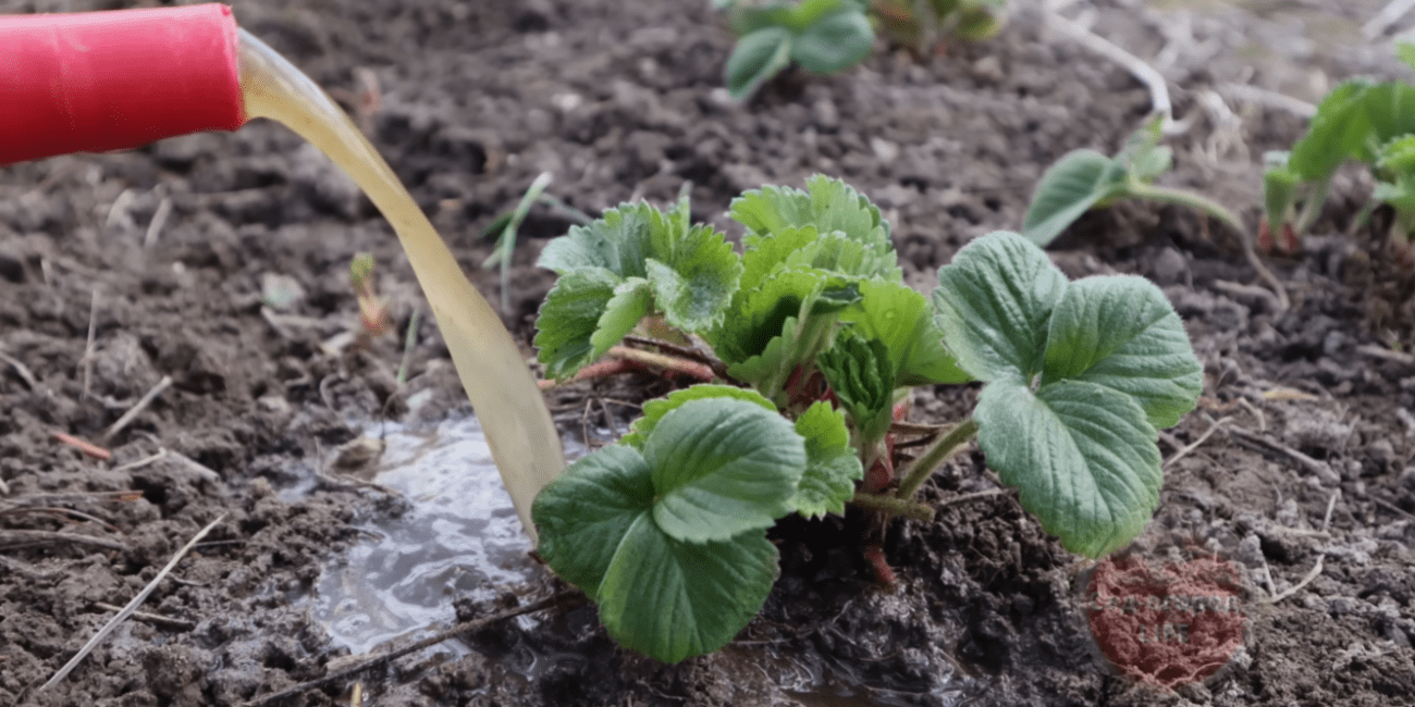 Садівники розповіли про перше підживлення полуниці навесні