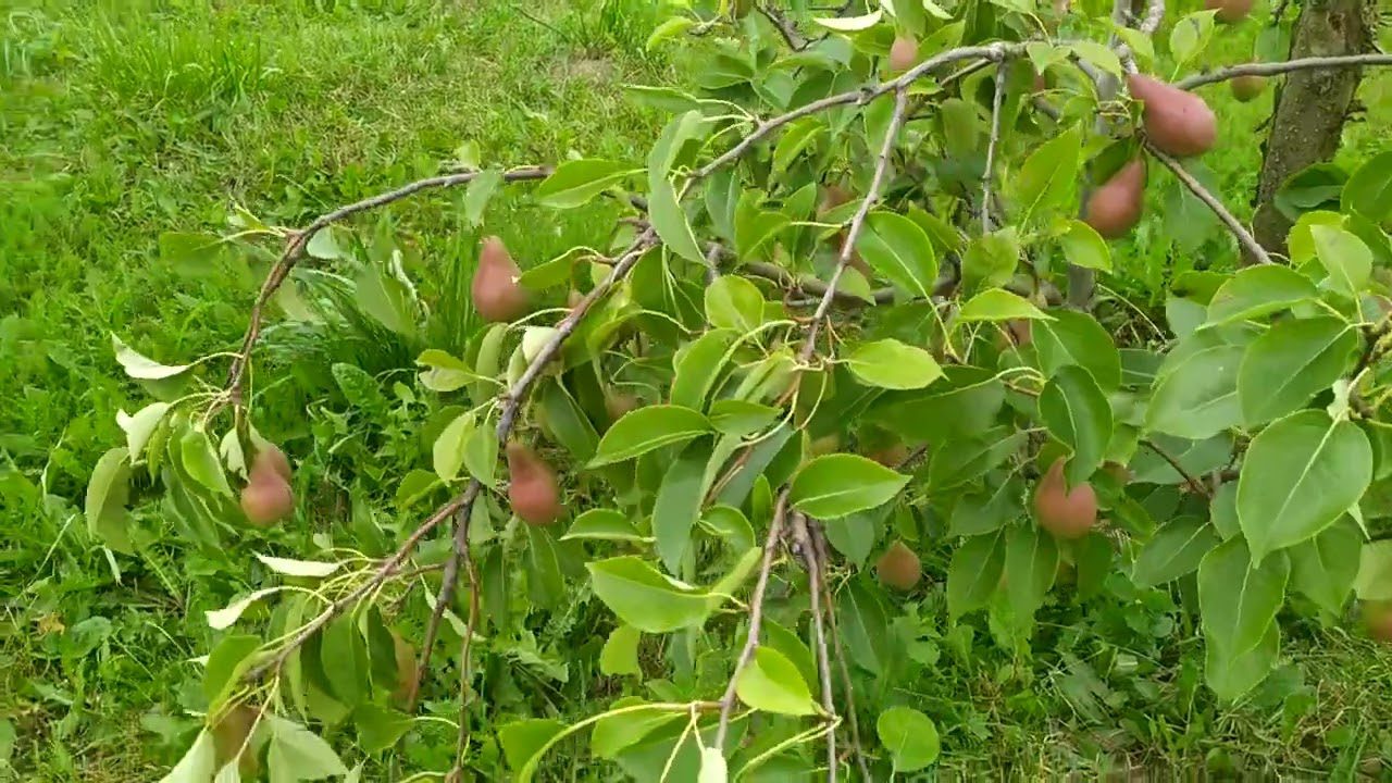 Садівники назвали найкращих та найгірших сусідів для груші