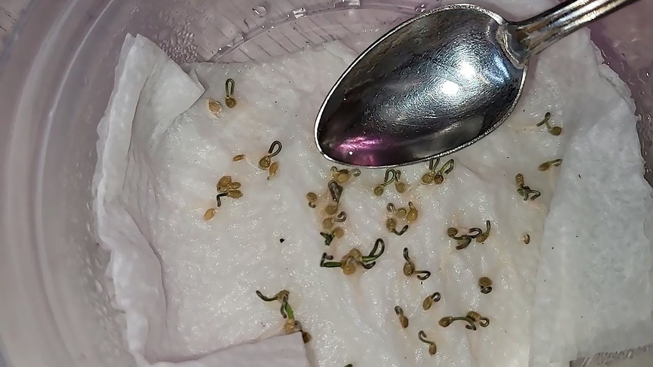 Городники розповіли, в якому розчині найкраще замочувати насіння