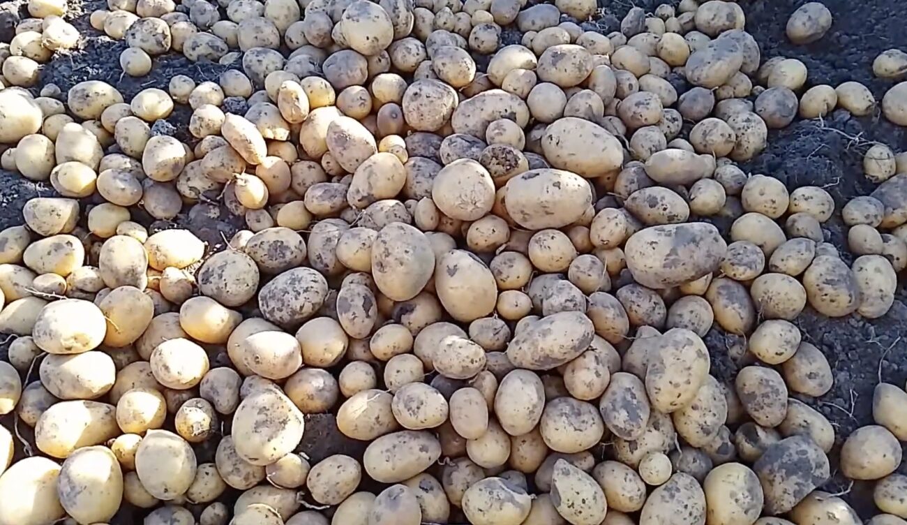 Городники поділилися назвою найкращого сорту картоплі 