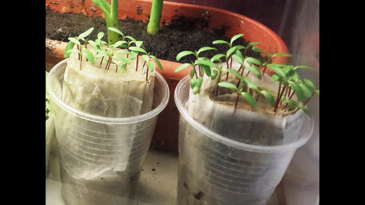 Вирощування розсади на туалетному папері