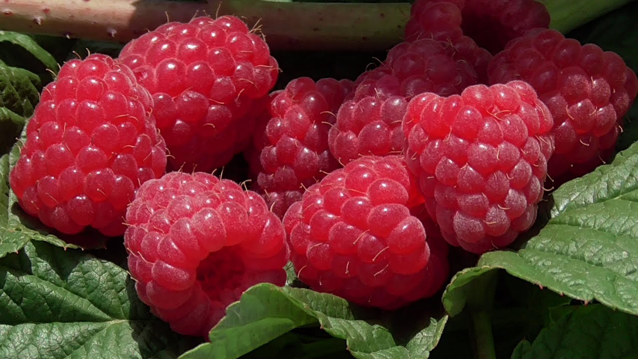 Агрономи назвали врожайний сорт ремонтантної малини