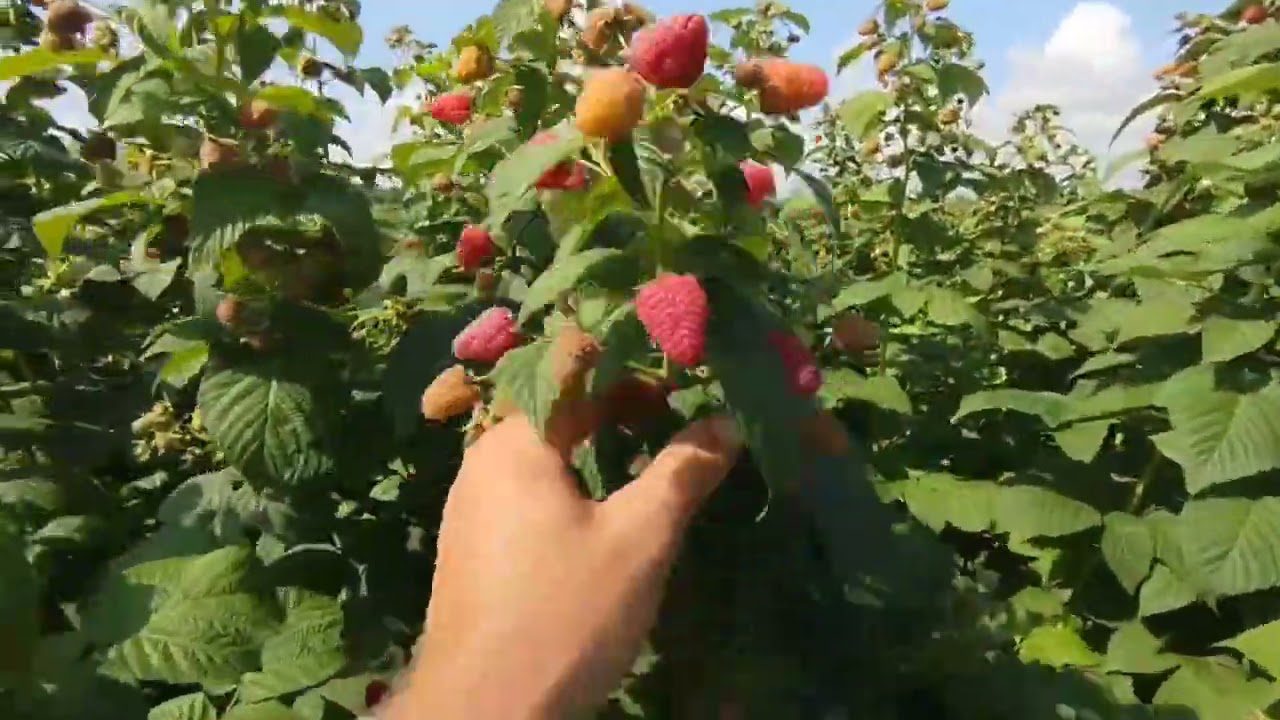 Агрономи назвали врожайний сорт ремонтантної малини