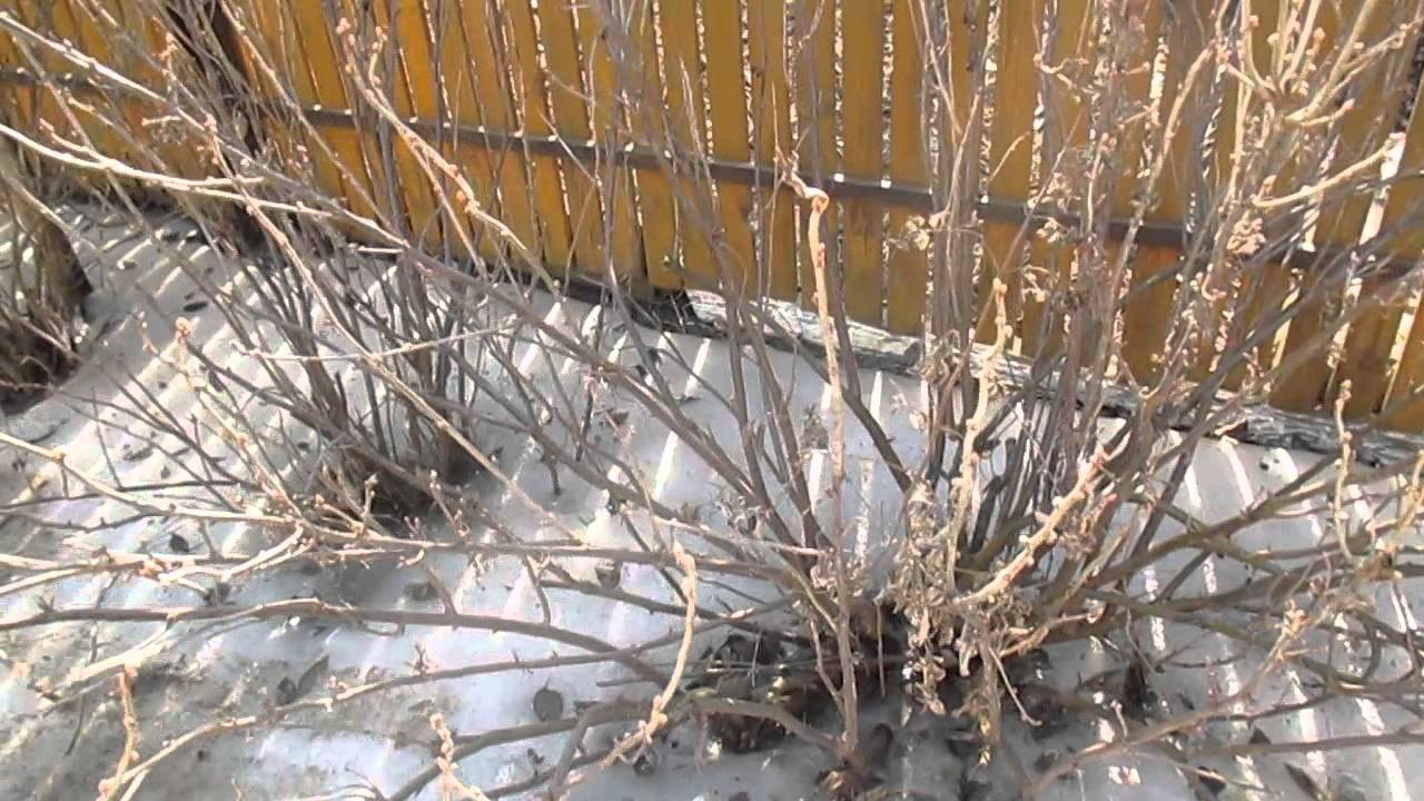 Городники розповіли, чим підживлювати смородину у березні 