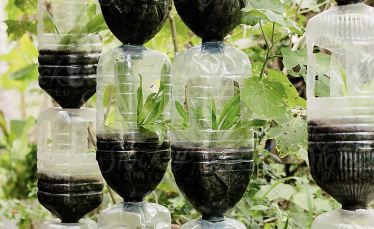 Городники поділилися способами використання пляшок на городі