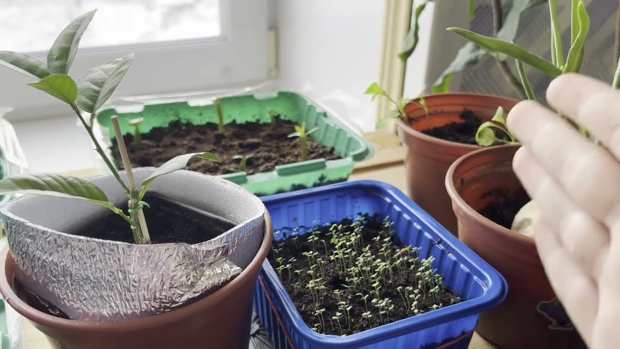 Садівники розповіли, як правильно організувати город на балконі