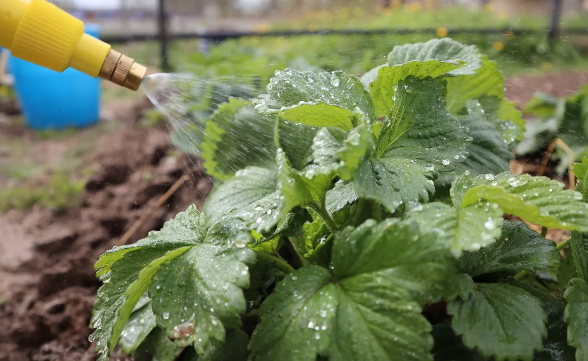 Садоводі розповіли, чим підгодувати полуницю після затяжних холодів