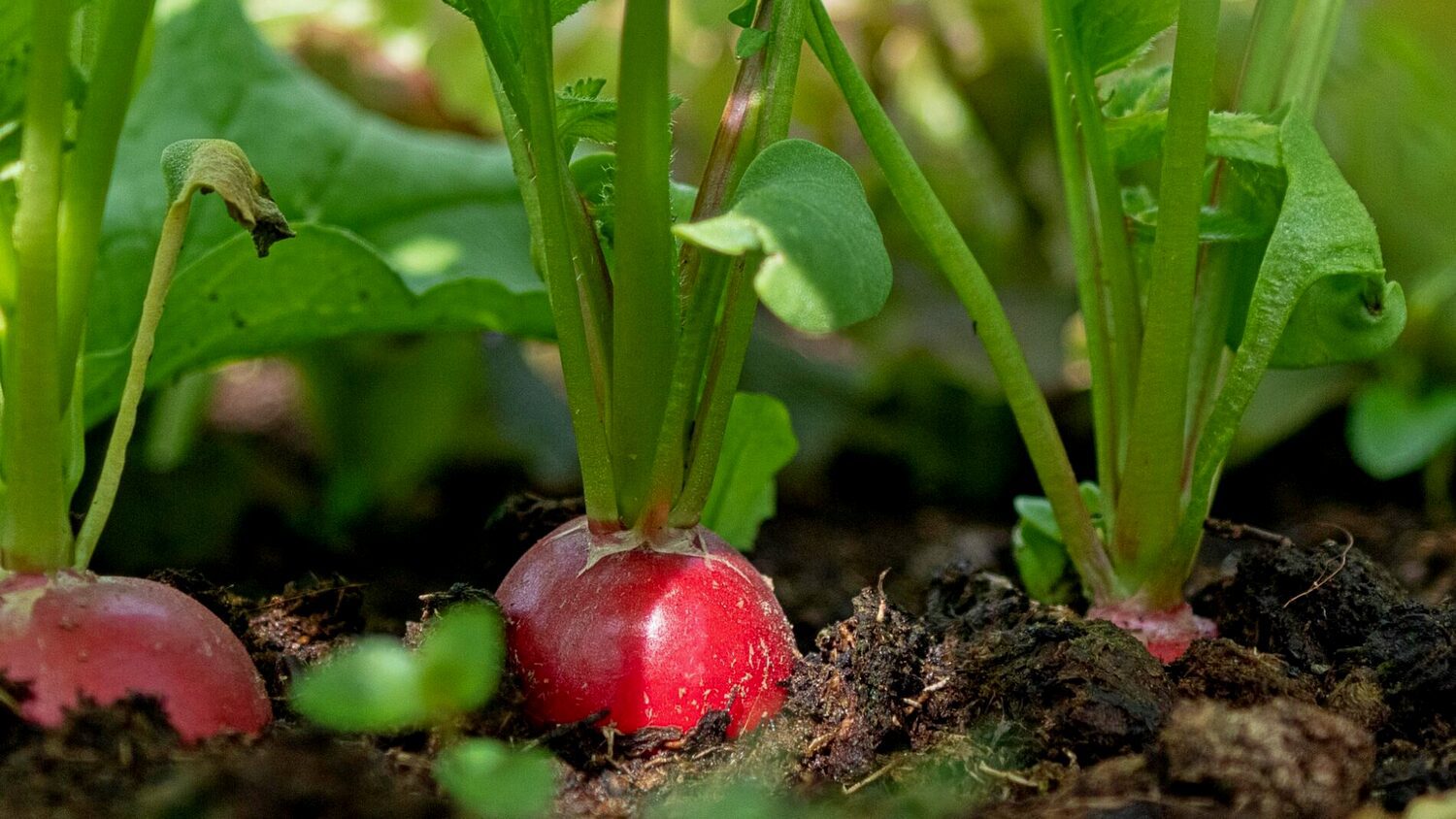 Агрономи назвали три сорти редиски, які потрібно посадити вже в березні 2026