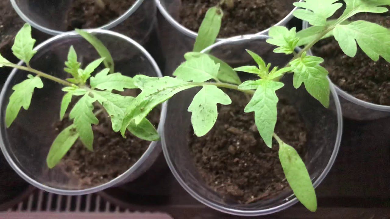 Агрономи розповіли, чим поливати розсаду, щоб вона росла зеленою