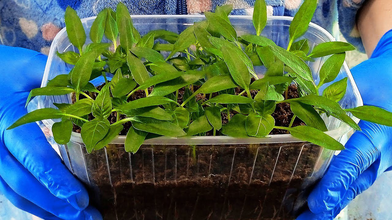 Агрономи розповіли, чим поливати розсаду, щоб вона росла зеленою