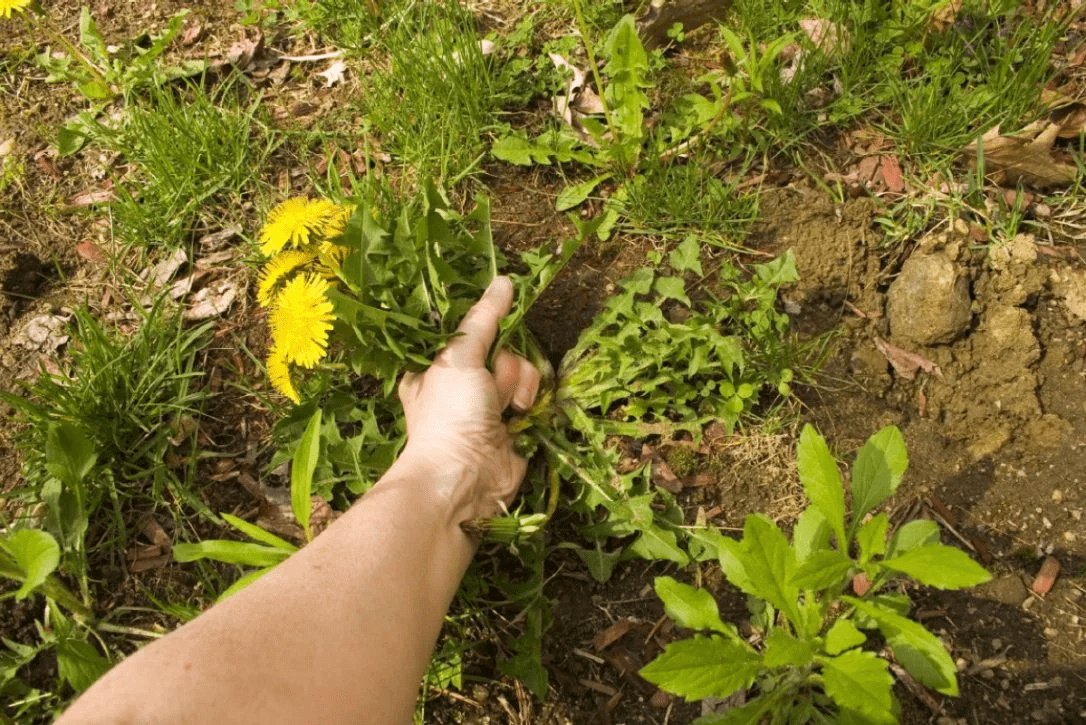 Експерти порадили найкращі рослини, які чудово борються з бур'янами — проста порада від знавців