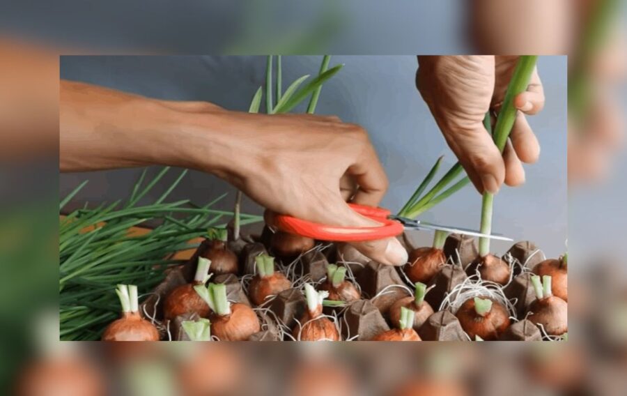 Городники розповіли, як можна використовувати яєчні лотки на дачі 