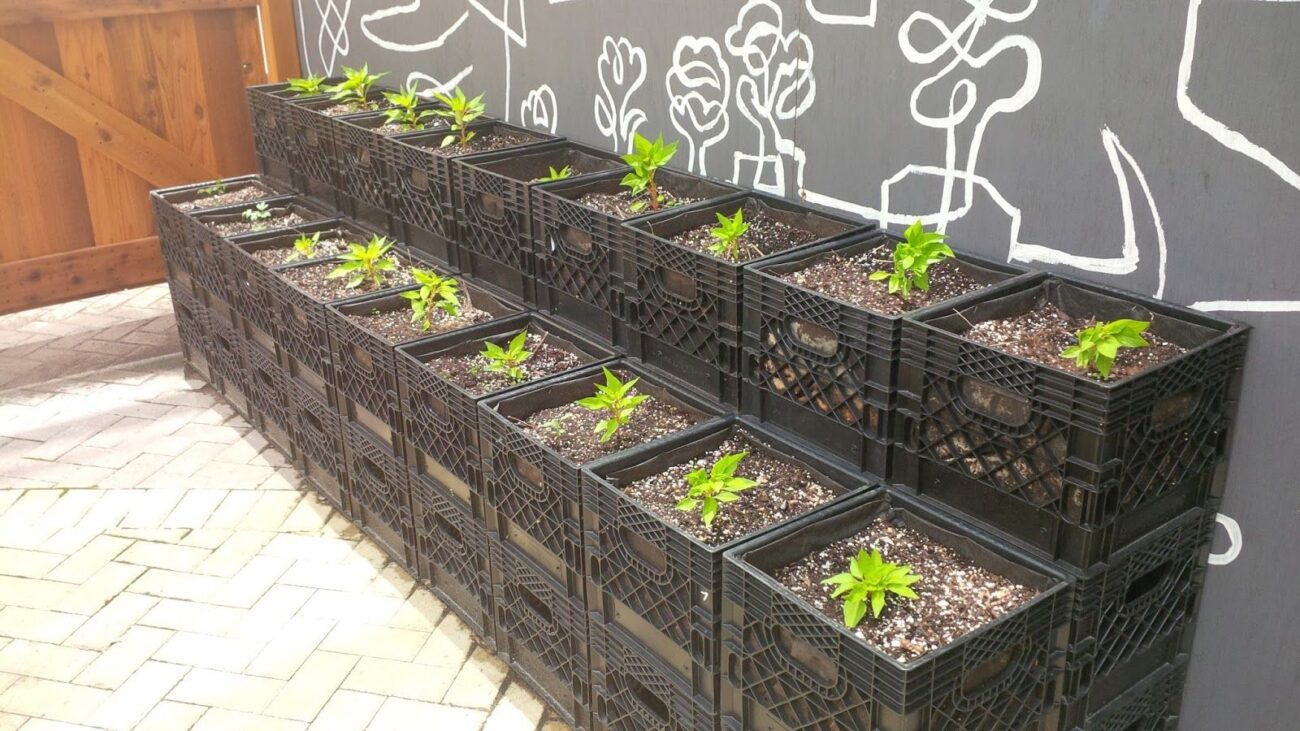 Експерти порадили зробити зі старих дерев'яних ящиків вертикальну грядку на городі — порада