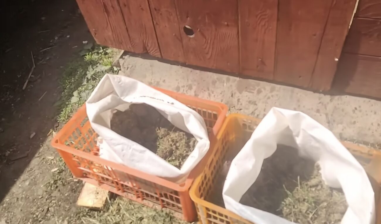 Городники розповіли про новий метод вирощування огірків 