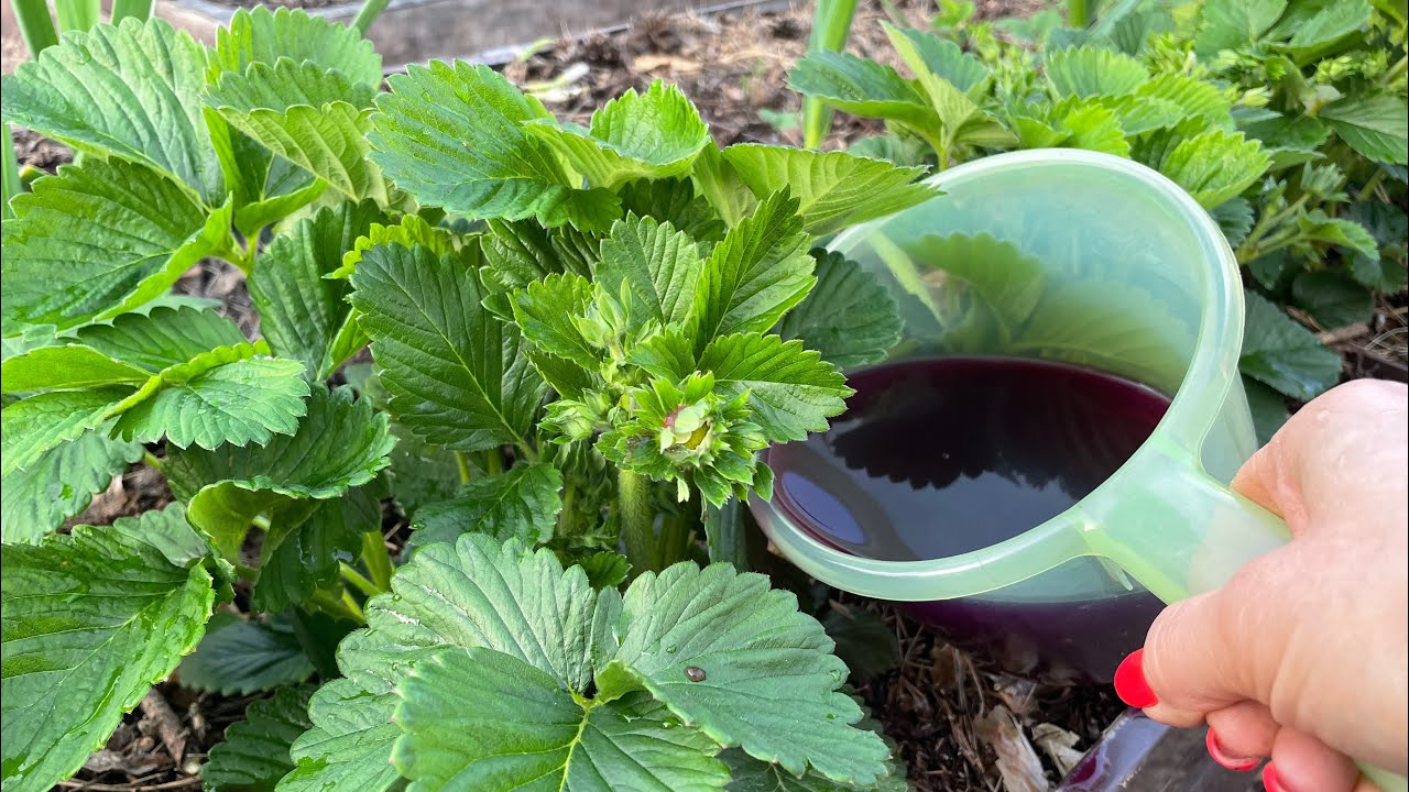 Садівники порадили просте добриво для покращення смаку полуниці — врожайність буде на висоті