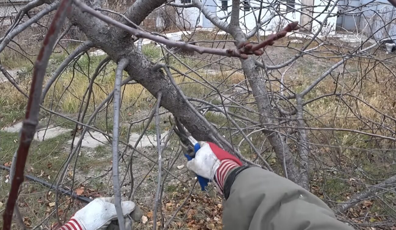 Городники розповіли, що потрібно зробити у березні на городі