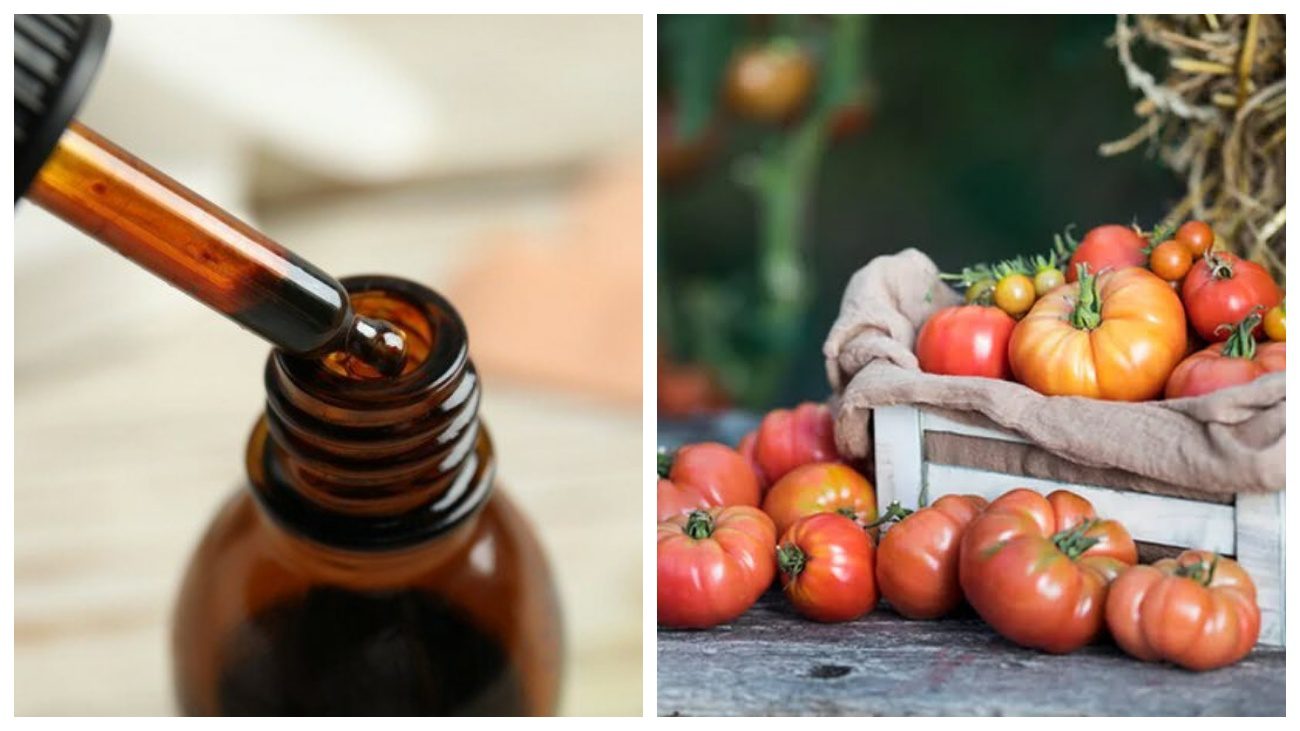 Городники поділились секретами вирощування томатів