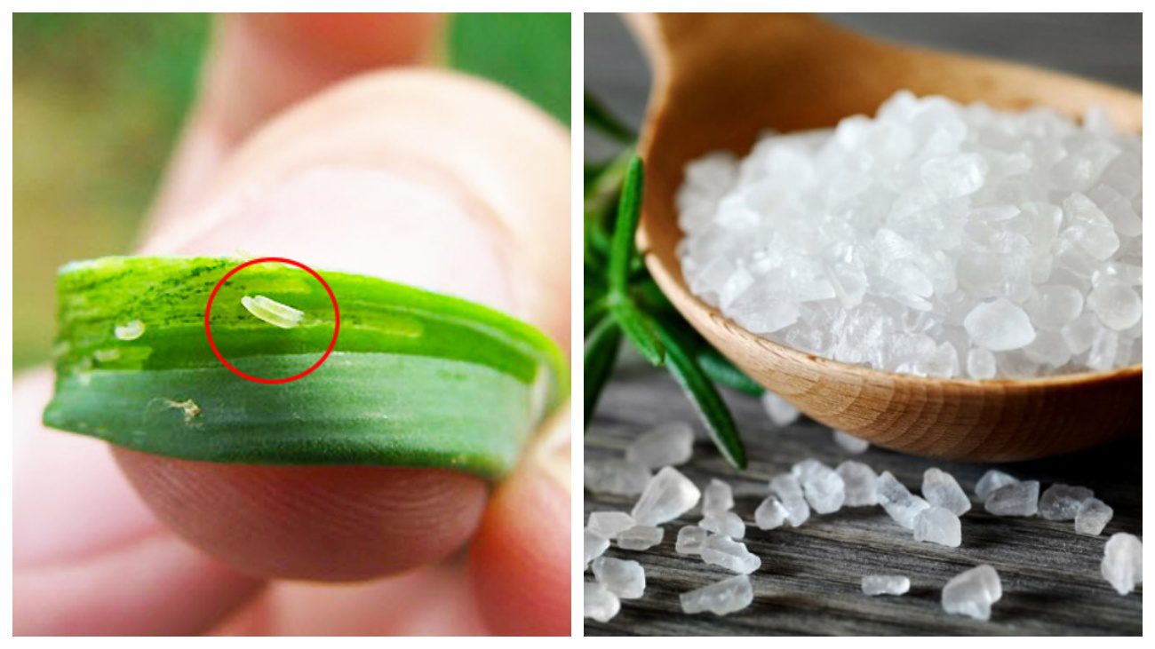 Городники порадили звичайні продукти для гарного врожаю цибулі