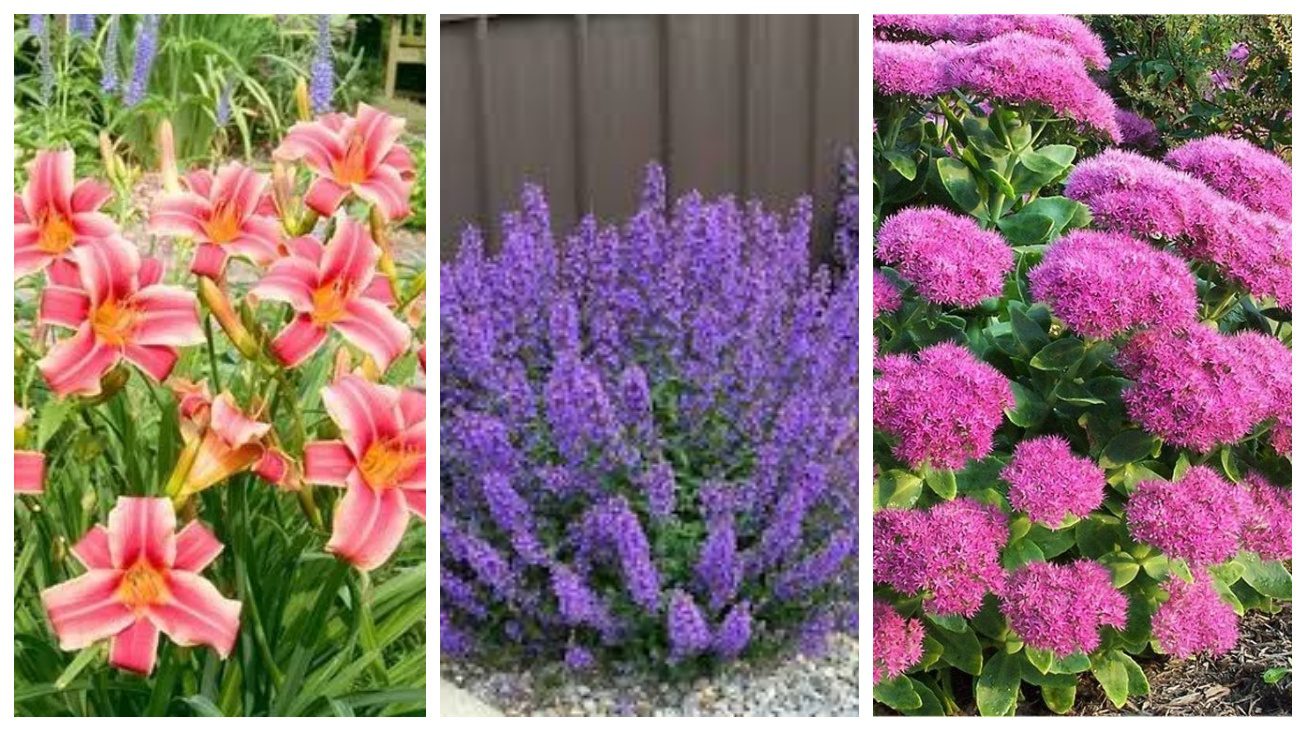 Лілейник, котовник, очиток