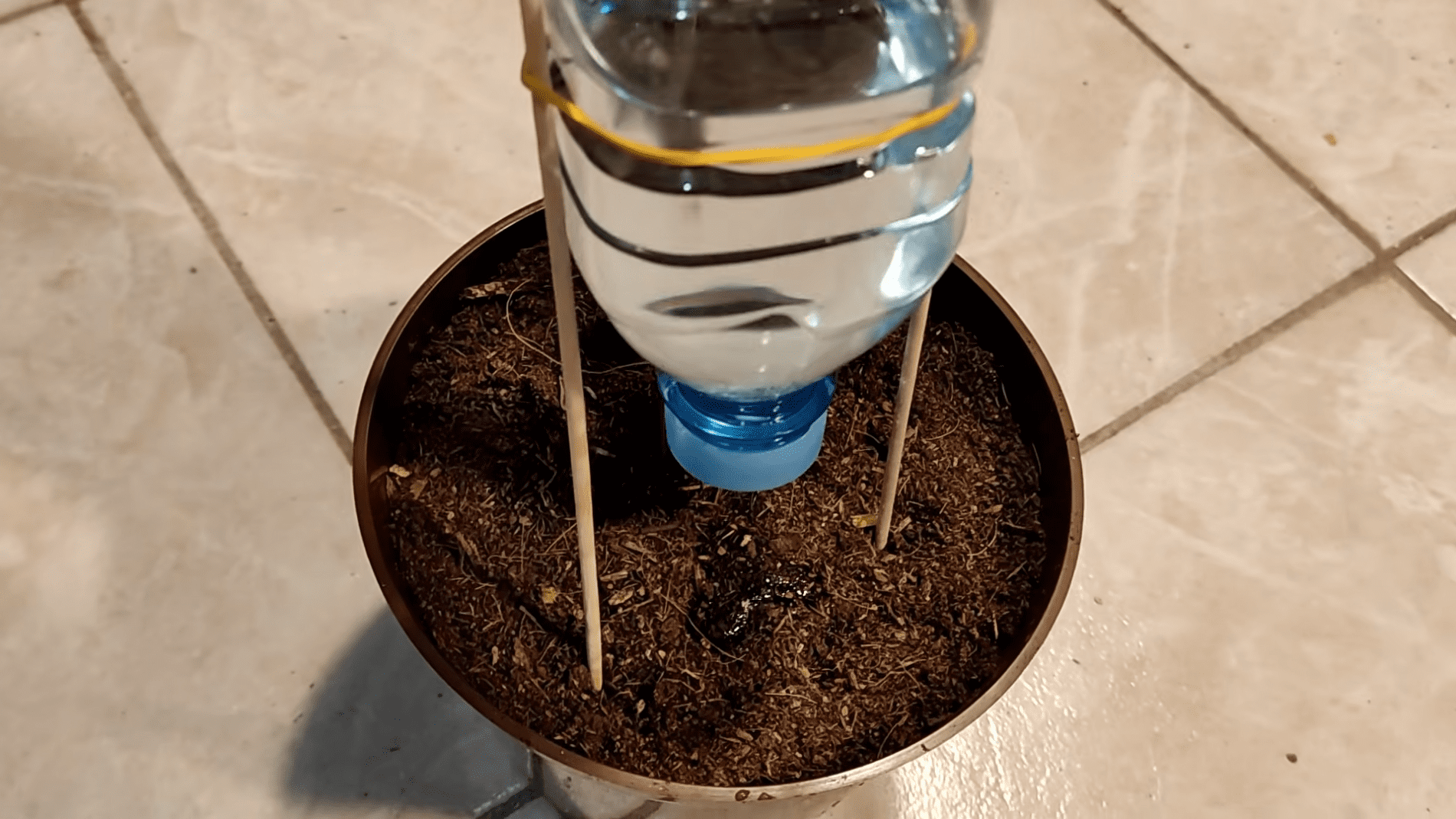 Садівники розповіли, організувати полив рослин за допомогою пляшки і ватної палички