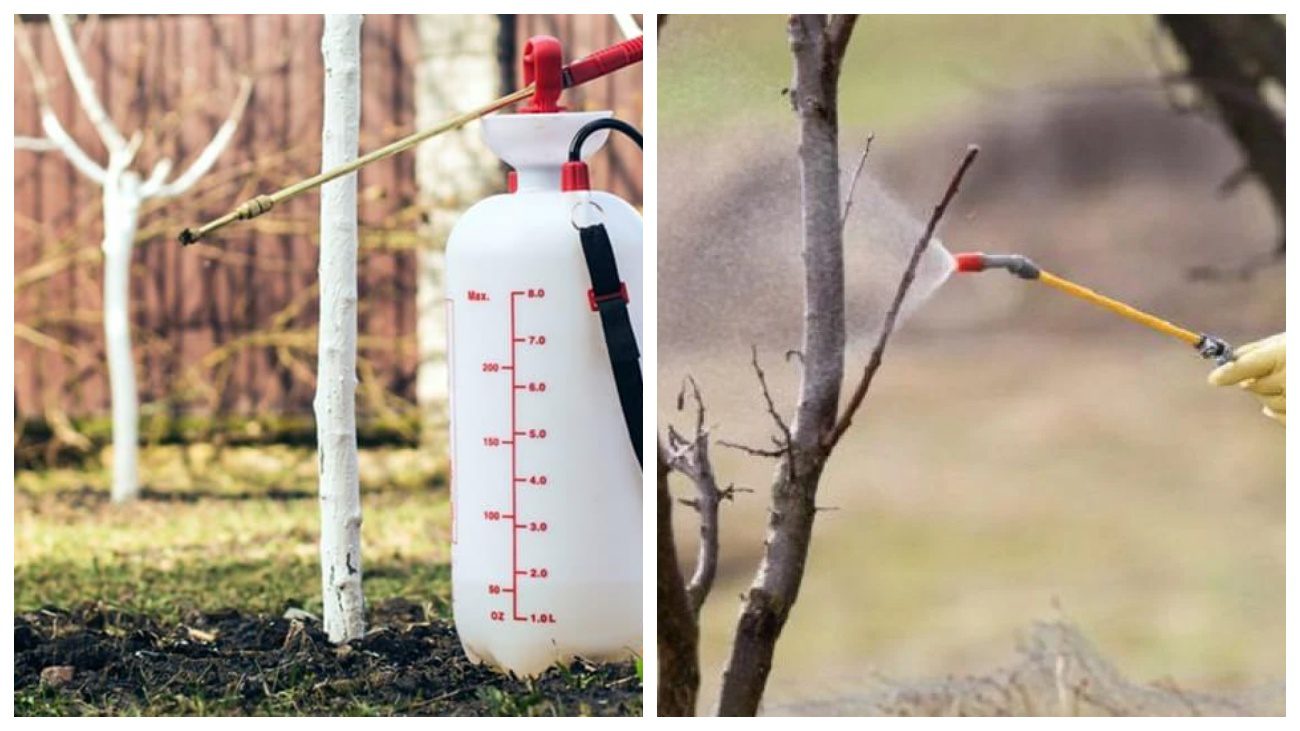 Садівники розповіли про головну весняну обробку саду