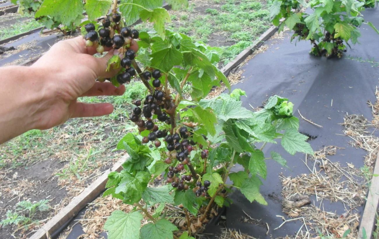 Експерти порадили простий спосіб утеплити молоді саджанці за допомогою пухирчастої плівки