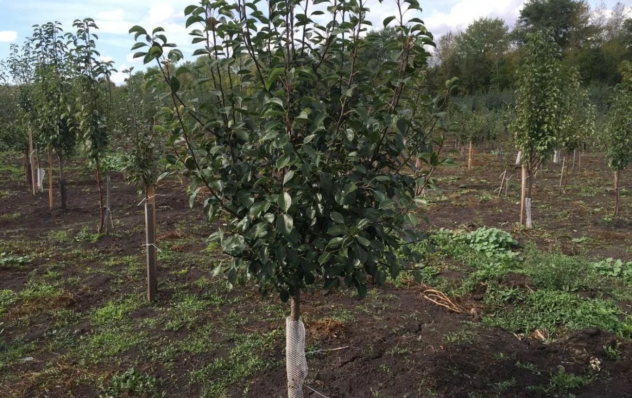 Експерти порадили простий спосіб утеплити молоді саджанці за допомогою пухирчастої плівки