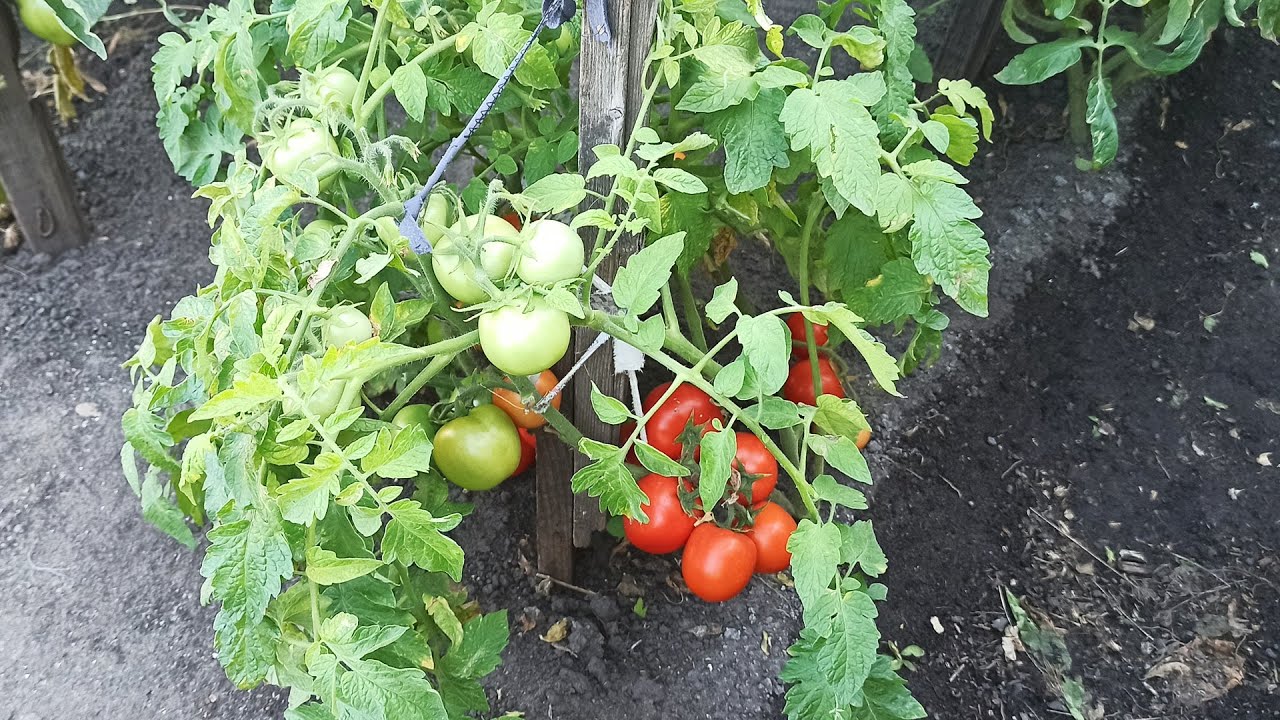 Сорти помідорів із низькими смаковими якостями