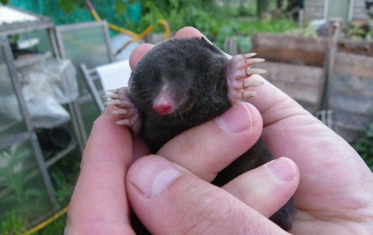 Експерти порадили, як просто позбутись від кротів на ділянці за допомогою старої тертки