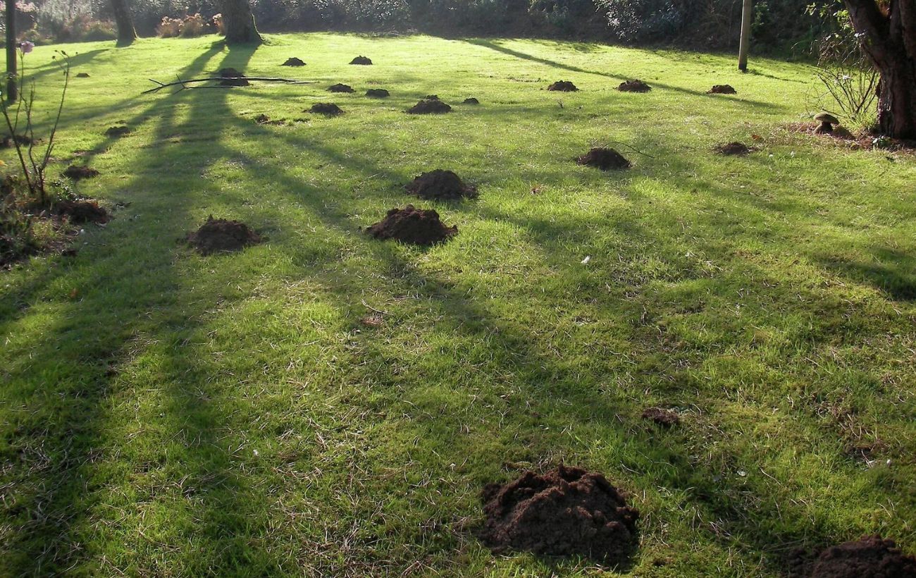 Експерти порадили, як просто позбутись від кротів на ділянці за допомогою старої тертки