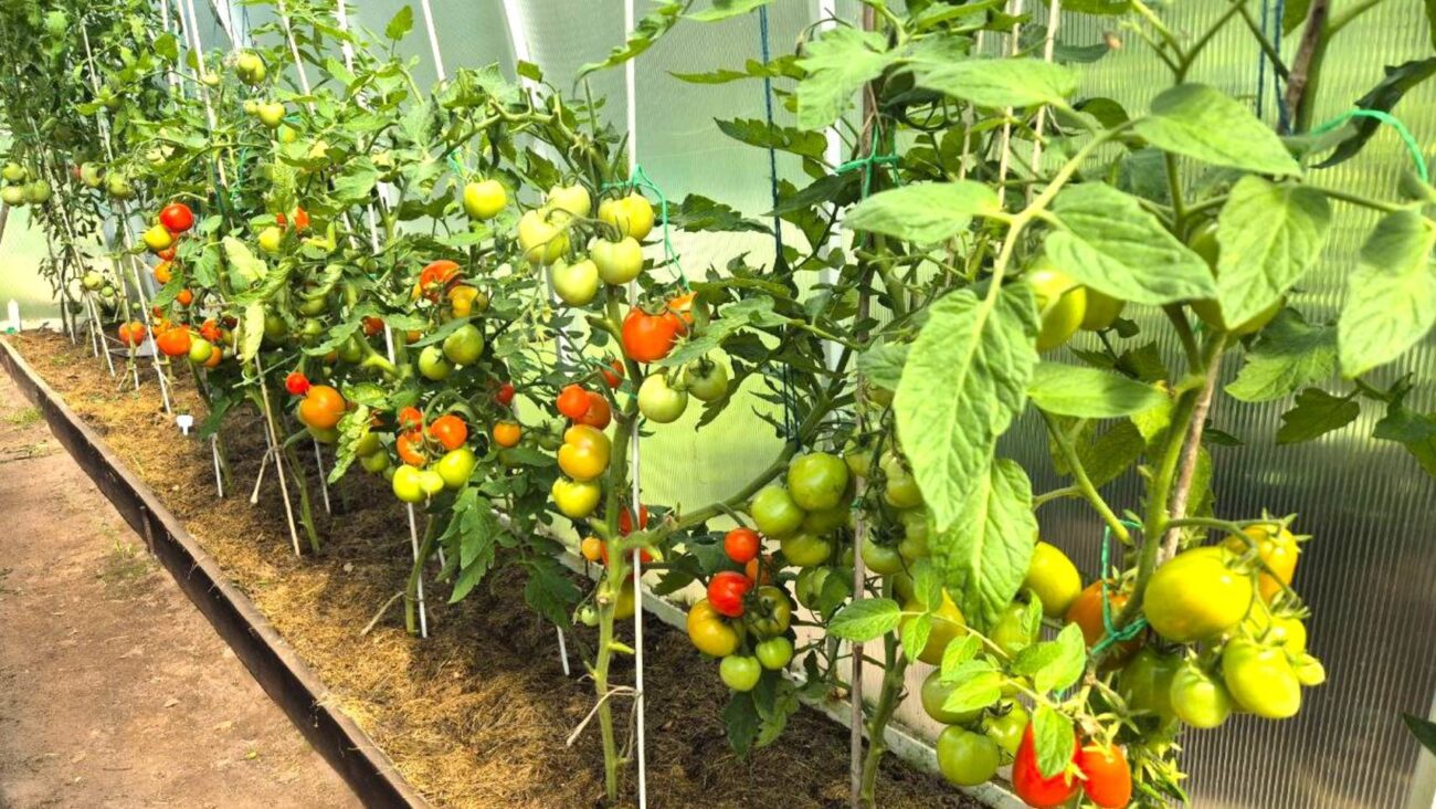 Городники порадили, як використовувати пусті тюбики від зубної пасти на дачі, аби була користь