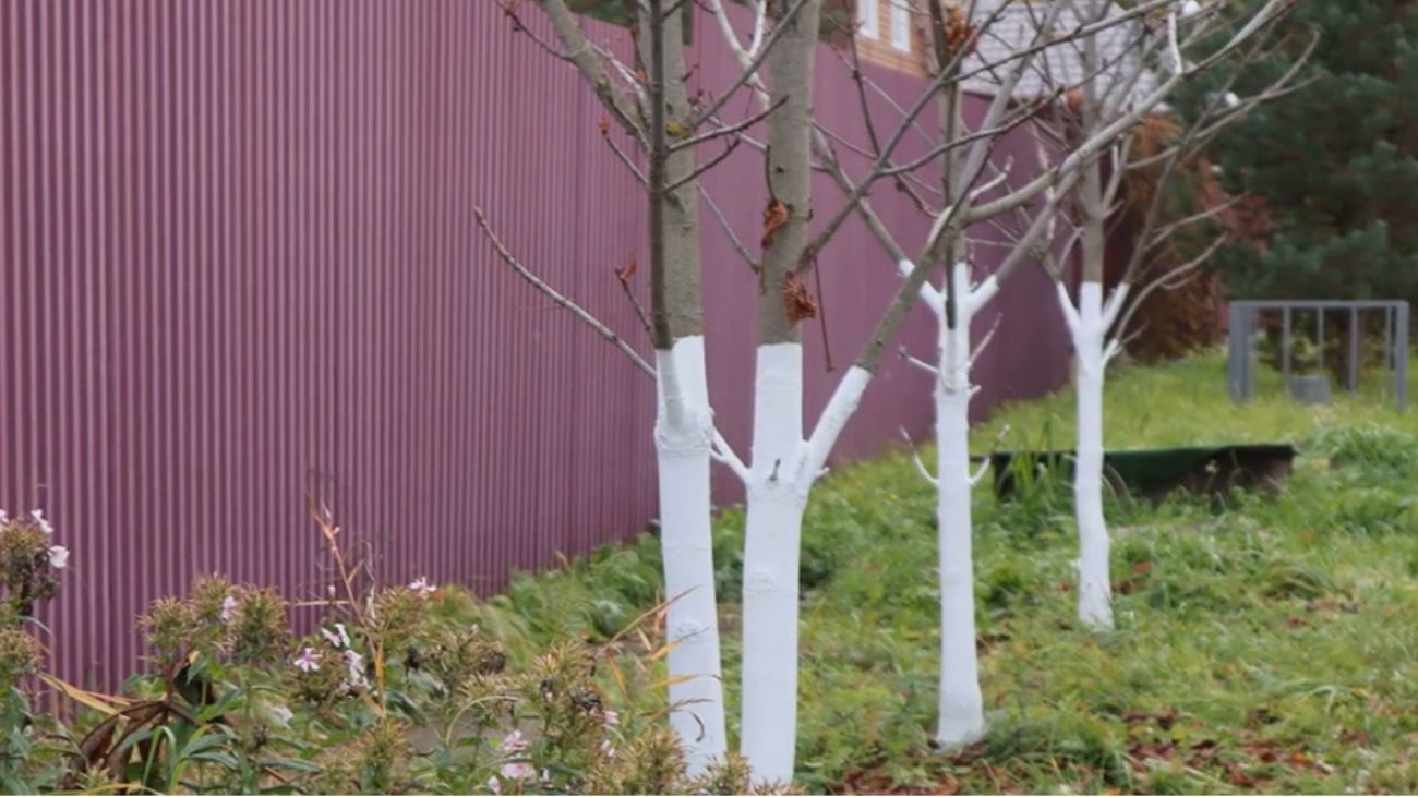 Садівники назвали найпотужніший захист усіх плодових дерев від шкідників