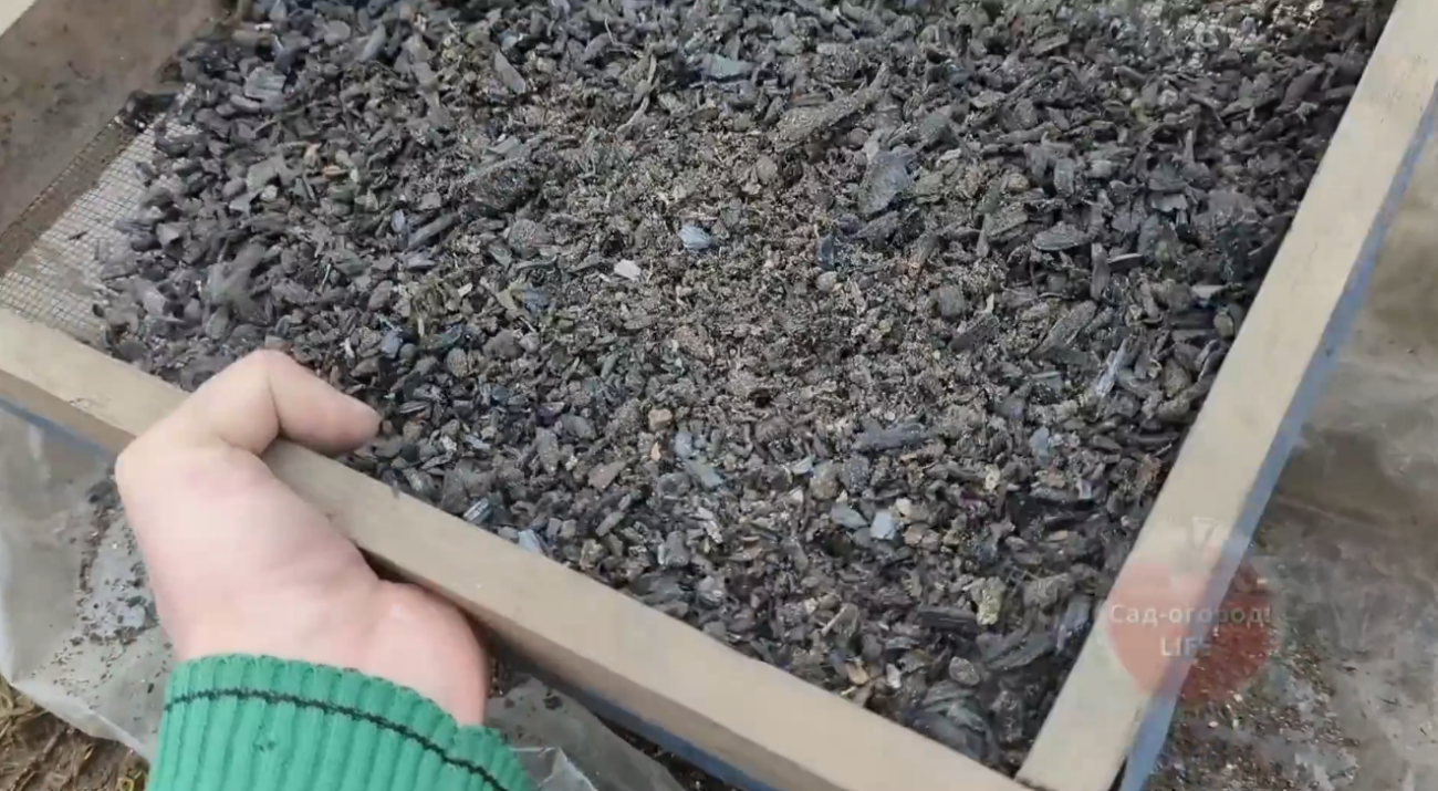 Садівники розповіли, що потрібно розкидати по полуниці навесні для врожаю