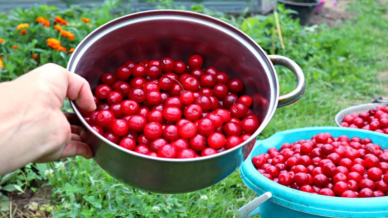 Досвідчені садівники розповіли, чим найкраще підгодувати вишню навесні