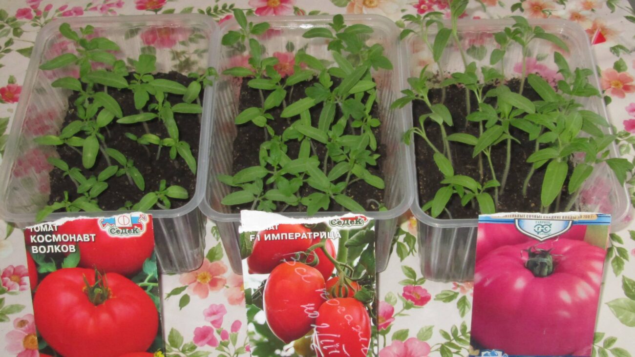 Городники розповіли, яке насіння краще не купляти для висадки у відкритий ґрунт 