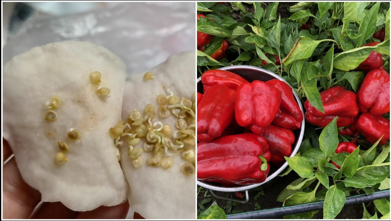 Городники розповіли, яке насіння краще не купляти для висадки у відкритий ґрунт 