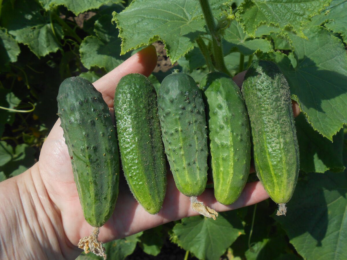 Городники порадили спробувати посадити огірки у старе відро без дна для кращого плодоношення