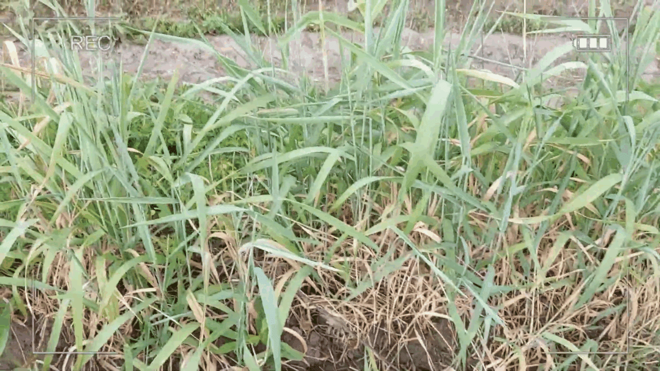Дачники розповіли, як швидко і без гербіцидів позбутися бурʼянів на городі 