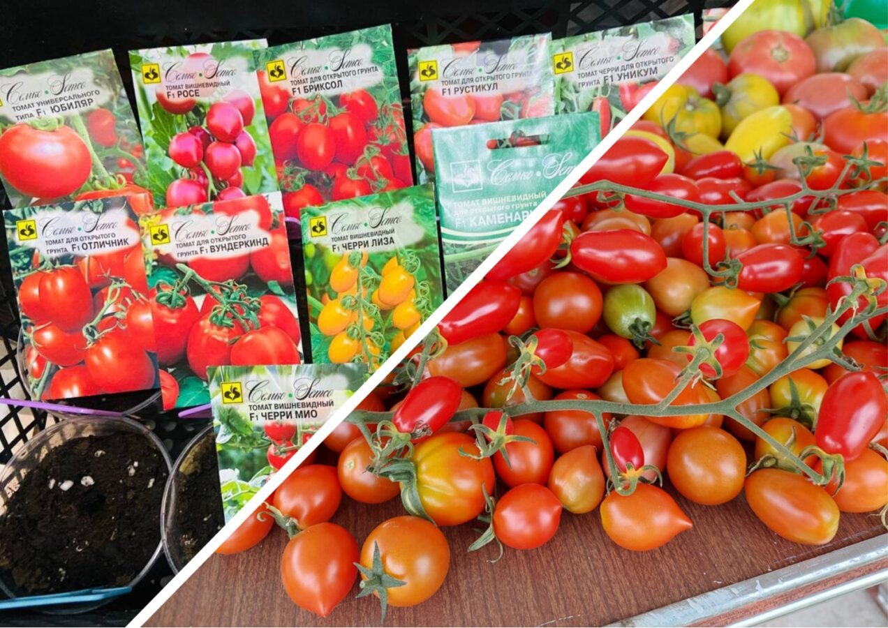 Городники назвали два врожайні сорти томатів для сезону 2026 