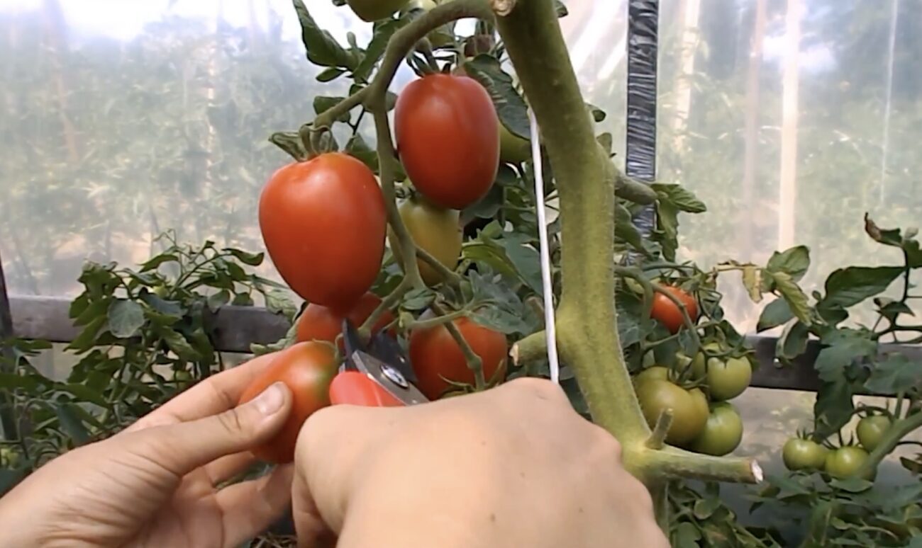 Дачники розповіли, чим обробити томати від фітофторозу 