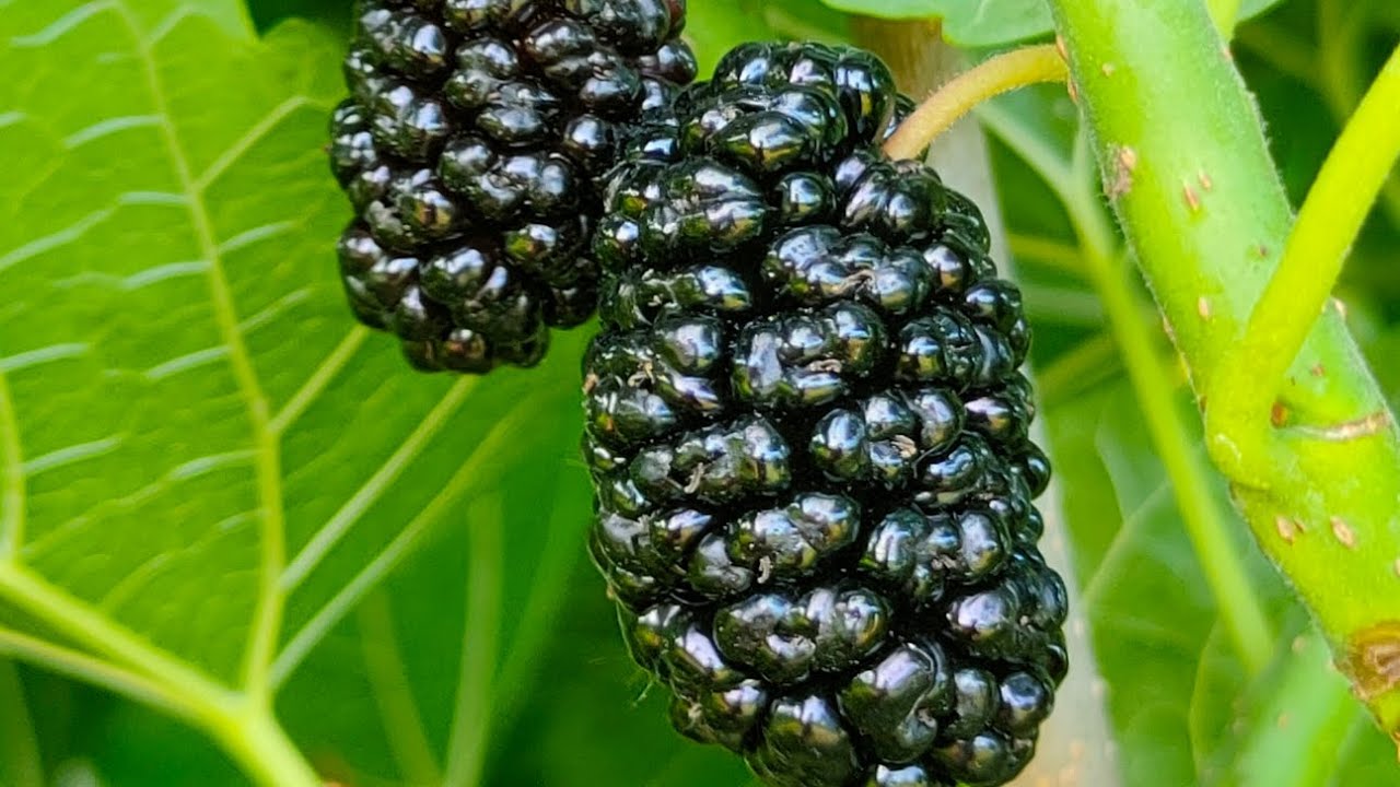 Експерти розповіли, чим підгодувати плодові дерева навесні