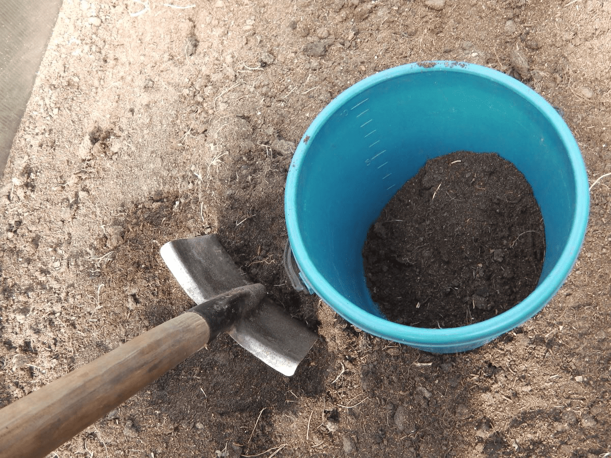 Городники порадили, як використовувати картопляне лушпиння для удобрення ділянки — порада