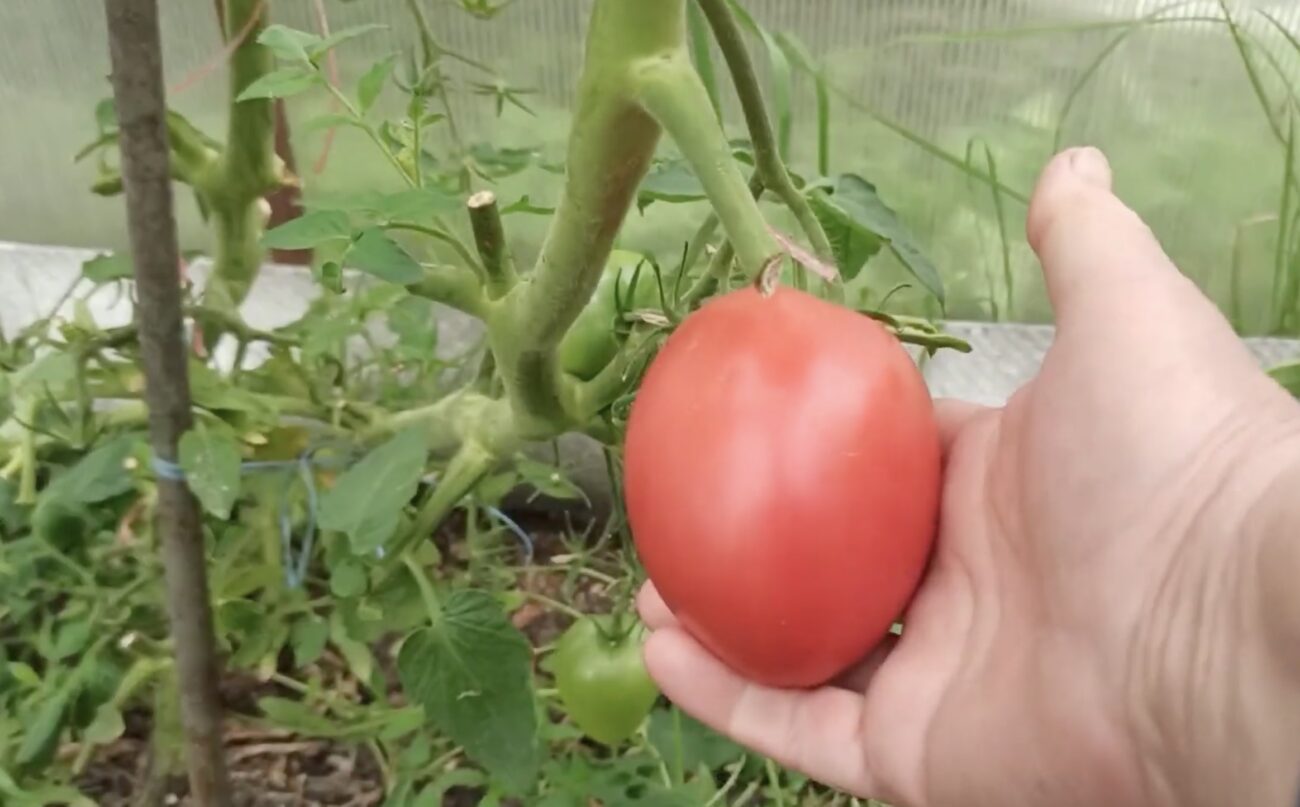 Городники назвали три найсмачніші сорти помідорів, які варто посадити цього року