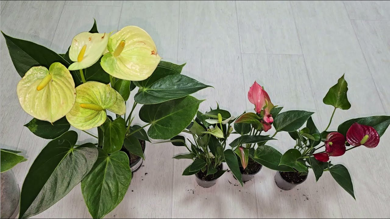 Квітникарі поділилися рецептом дуже важливого підживлення для антуріума навесні