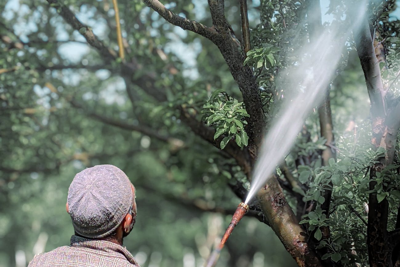 Агрономи розповіли, чим зробити першу обробку саду, поки не розпустилися бруньки