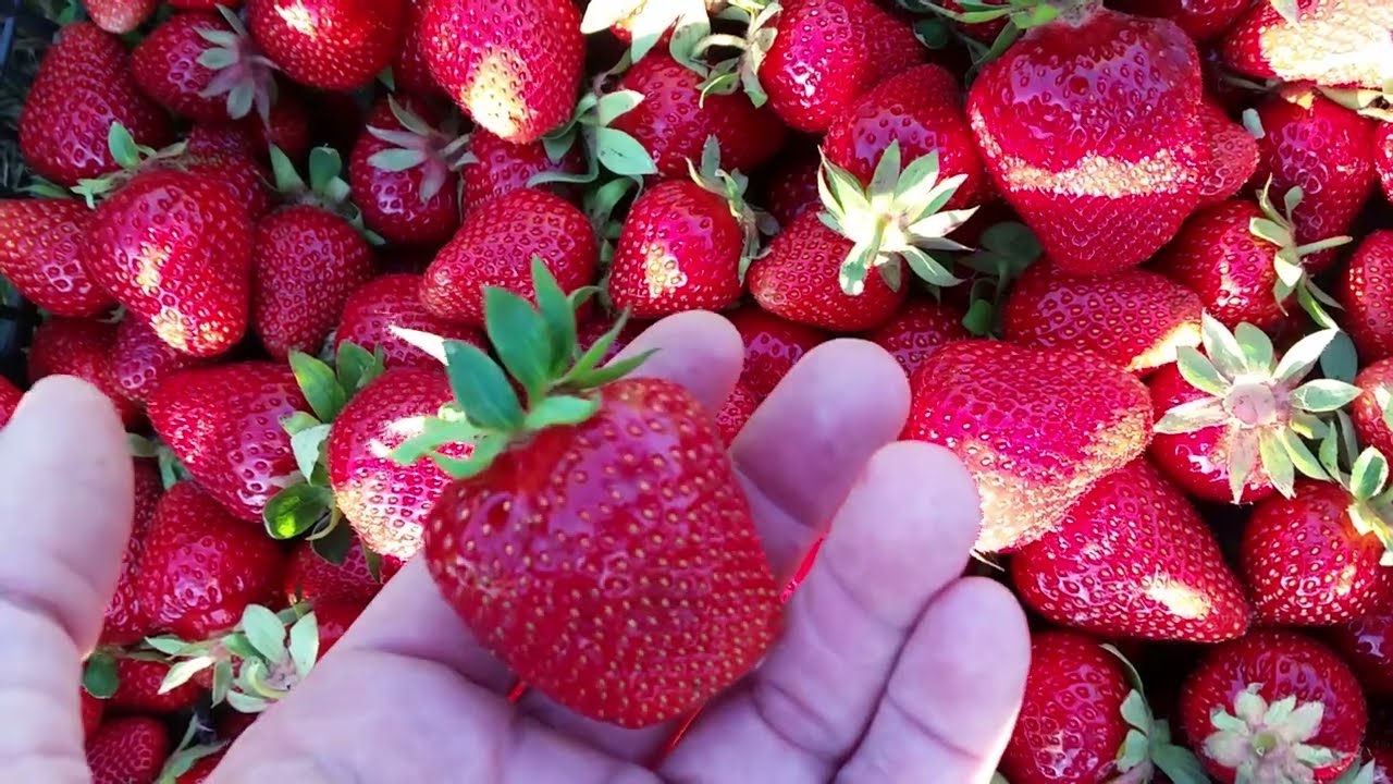 Агрономи розповіли, чим підживити полуницю навесні для гарного врожаю