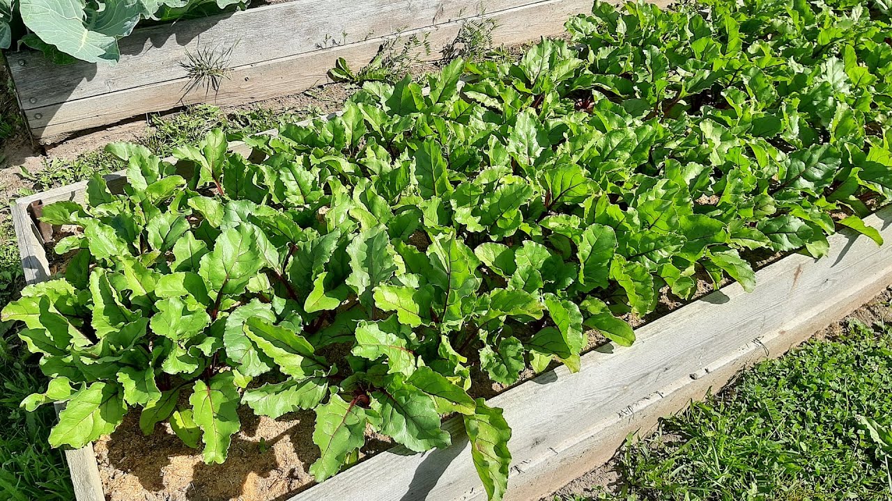 Городники порадили, який сорт буряка посадити для щедрого та смачного врожаю коренеплодів