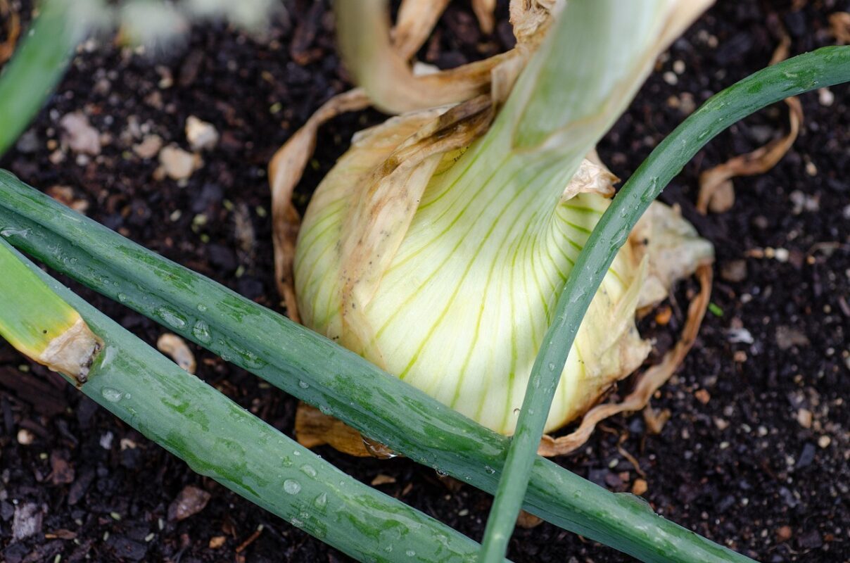 Городники розповіли, чим підживити цибулю для щедрого врожаю