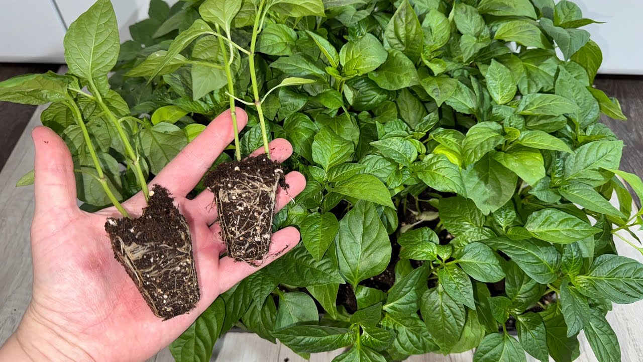 Садівники розповіли, яке насіння квітів і овочів сіяти на розсаду в березні